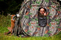 Photographer Klaus Echle looks out of camouflage tent while Red fox (Vulpes vulpes) vixen 'Sophie' examines the camera with another fox in background, Black Forest, Germany, September 2010