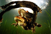 Common european toad {Bufo bufo} two males attempting to mate with one female, Germany, March. Highly Commended, Other Animals category, GDT competition 2011
