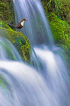 Dipper (Cinclus cinclus) perched on moss-covered waterfall, Peak District NP, Derbyshire, UK, May,  Highly Commended, Habitat category, British Wildlife Phototgraphy Awards (BWPA) competition 2011