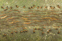 Termite colony (Hospitalitermes sp) on the move. Large termites stand guard at the sides while a constant flow of worker termites move along between them, Sarawak, Borneo, June,  Winner in Other anima...