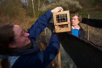 PhD student Ilona Beermann and Wolfgang Festl releasing a European Mink (Mustela lutreola) into a habituation enclosure. Critically endangered. Saarland, Germany, April 2007.