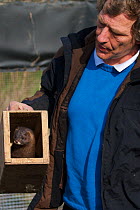 Wolfgang Festl releasing a European Mink (Mustela lutreola) into a habituation enclosure. Critically endangered. Saarland, Germany, April 2007.