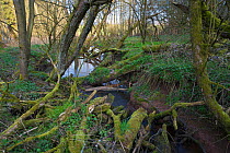 Habitat of European Mink (Mustela lutreola) at a tributary of the River Ilz, Germany, April 2007.