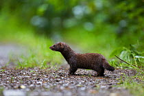 European Mink (Mustela lutreola), female on a forest road. Critically endangered. Saarland, Germany, August.