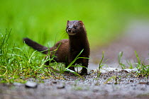 European Mink (Mustela lutreola) female on a forest road. Critically endangered. Saarland, Germany, August.