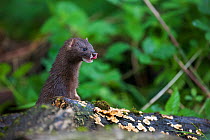 European Mink (Mustela lutreola) female licking its nose on a rotting log. Critically endangered. Saarland, Germany, August.