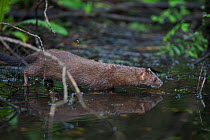 European Mink (Mustela lutreola) female foraging at the shore of a small pond. Critically endangered. Saarland, Germany, August.