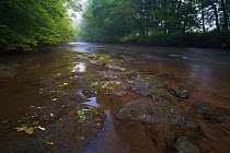 River Ilz, habitat of the European Mink (Mustela lutreola). Critically endangered. Saarland, Germany, August 2007.
