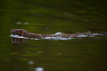 European Mink (Mustela lutreola) swimming. Critically endangered. Saarland, Germany, August.