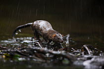 European Mink (Mustela lutreola) shaking off water after hunting in forest stream. Critically endangered. Saarland, Germany, August.