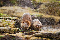 European Otter (Lutra lutra) mother and cub shaking water from their coats. Shetland, UK, June. Highly commended in British Wildlife Photography Awards competition 2011.