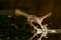 Great reed warbler (Acrocephalus arundinaceus) taking fish from water, Hungary, June. Winner, Eric Hosking award, 2011 Wildlife Photographer of the Year competition