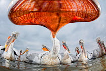 Dalmatian pelican (Pelecanus crispus) low angle perspective of open bill, Lake Kerkini, Greece, February. Winner, Eric Hosking award, 2011 Wildlife Photographer of the Year competition