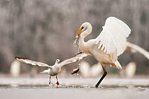 Great egret (Ardea alba) drops a fish from its beak and a Black headed gull (Larus ridibundus) flies in to catch it. Lake Csaj, Kiskunsagi NP, Hungary, January. Winner, Eric Hosking award, 2011 Wildli...