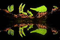 Leaf cutter ants (Atta sp) female worker ants carry pieces of fern leaves to nest, reflected in water, Costa Rica, December. Winner, Eric Hosking award, 2011 Wildlife Photographer of the Year competit...