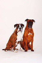 German Boxer, male and female sitting