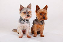 Yorkshire terrier and Yorkshire / Maltese crossbred sitting next to each other