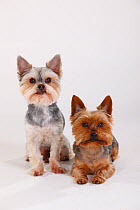 Mixed breed dog (Yorkshire / Maltese cross) sitting next to Yorkshire terrier lying down
