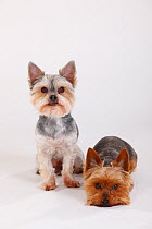 Mixed breed dog (Yorkshire / Maltese cross) sitting next to Yorkshire terrier lying down
