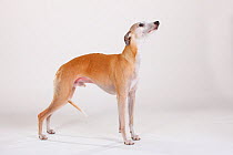 Male Whippet standing with tail between legs
