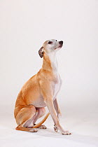 Male Whippet sitting with tail between legs