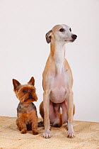 Yorkshire terrier and male Whippet sitting next to each other on carpet