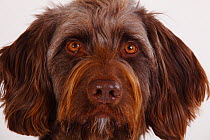 Mixed breed dog, head portrait