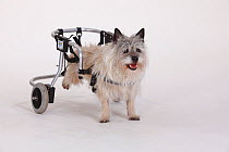 Disabled Cairn terrier with wheelchair supporting hind legs