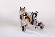 Rear view of disabled Cairn terrier with wheelchair supporting hind legs