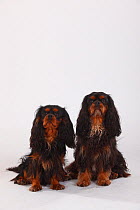 Two Cavalier king charles spaniels, black-and-tan, sitting next to each other