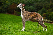 Male Whippet, brindle and white, standing with tail between legs