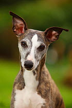 Male Whippet portrait, brindle and white