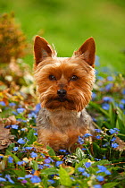 Yorkshire terrier sitting amongst flowers
