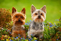 Yorkshire terrier, on left, sitting next to Mixed breed dog (Yorkshire / Maltese) standing amongst flowers