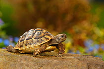 Female Greek tortoise (Testudo hermanni boettgeri) walking over rock