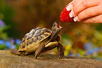 Hand feeding strawberry to Female Greek tortoise (Testudo hermanni boettgeri) waiting with mouth open, model released