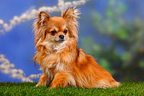 Chihuahua, long haired, sitting