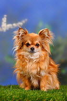 Chihuahua, long haired, sitting