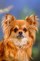 Chihuahua, long haired, head portrait