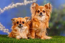 Two long haired Chihuahuas, one sitting one lying down
