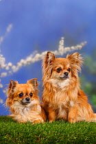 Two long haired Chihuahuas, one sitting, one lying down