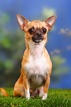 Female smooth haired Chihuahua sitting