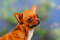 Smooth haired Chihuahua portrait