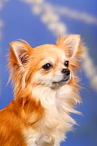 Long haired Chihuahua portrait