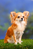 Long haired Chihuahua sitting