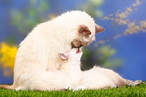 Birman / Sacred cat of birma, blue-point, nose to nose with kitten, 7 weeks