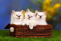 Three Birman / Sacred cats of birma kittens in basket, 7 weeks