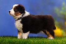 Australian shepherd, black-tricolour, puppy, 7 weeks