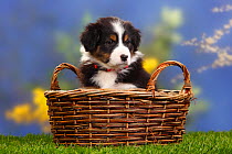 Australian shepherd, black-tricolour, puppy, 7 weeks, sitting in basket