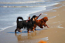 Two Cavalier king charles spaniels, black-and-tan and ruby, playing with stick on beach